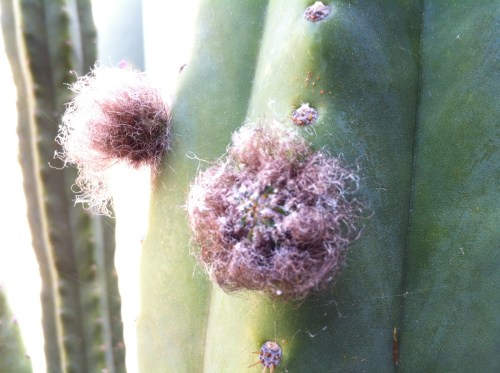 cactus with a beard