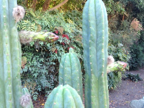 of over 30+ "beards" only 2 bloomed