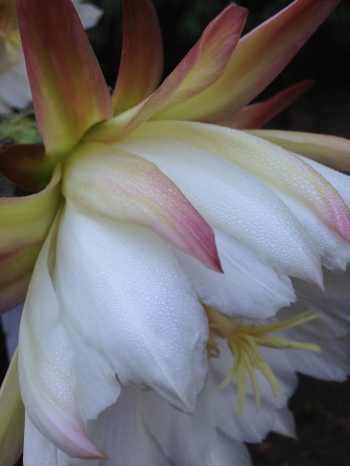 pedals like feathers